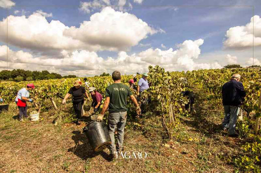 Weingut Masseria Tagaro