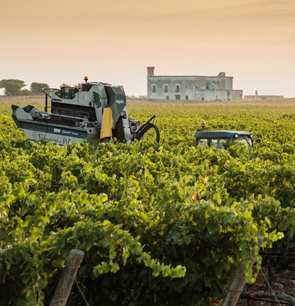 Tenute Eméra - Primitivo di Manduria DOP “SINCE 1974” 2023